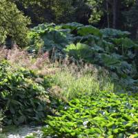 St Andrews Botanic Garden